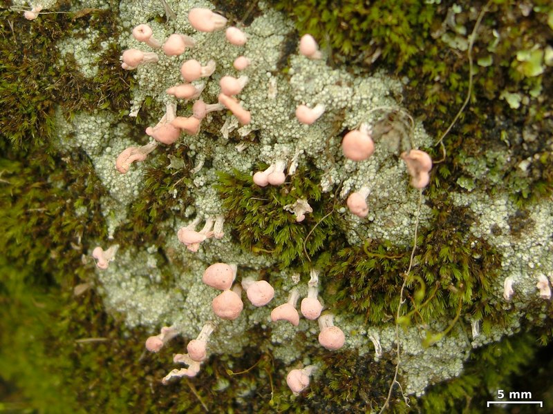 Dibaeis baeomyces