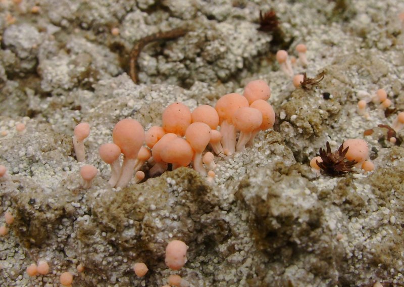 Dibaeis baeomyces