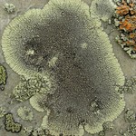 Dimelaena oreina