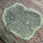 Dimelaena oreina