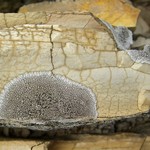 Dimelaena radiata