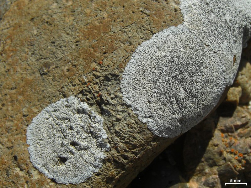 Dimelaena radiata