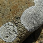 Dimelaena radiata