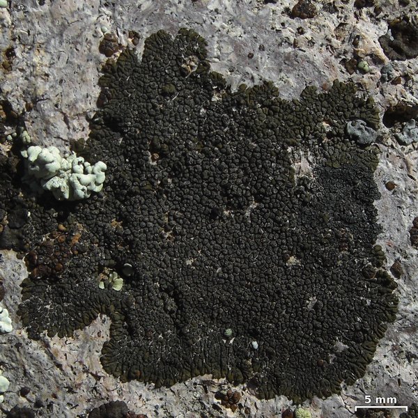 Dimelaena thysanota