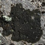 Dimelaena thysanota