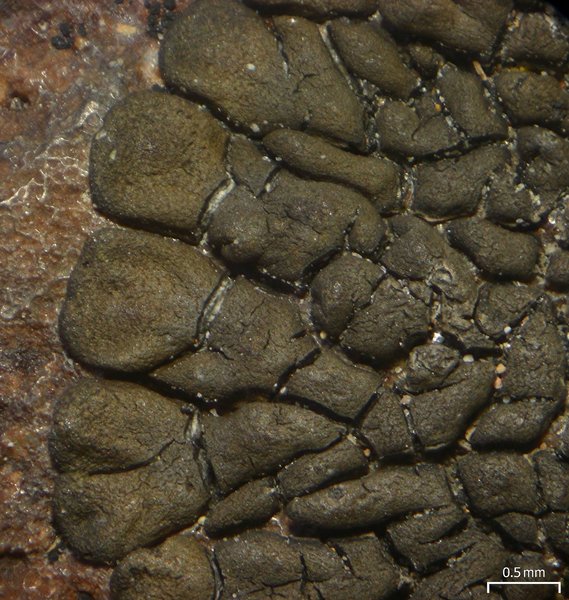 Dimelaena thysanota