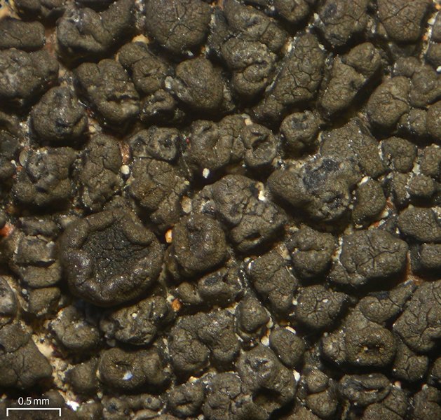 Dimelaena thysanota