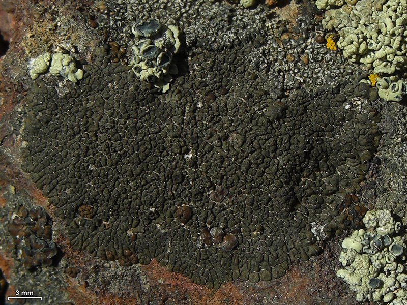Dimelaena thysanota