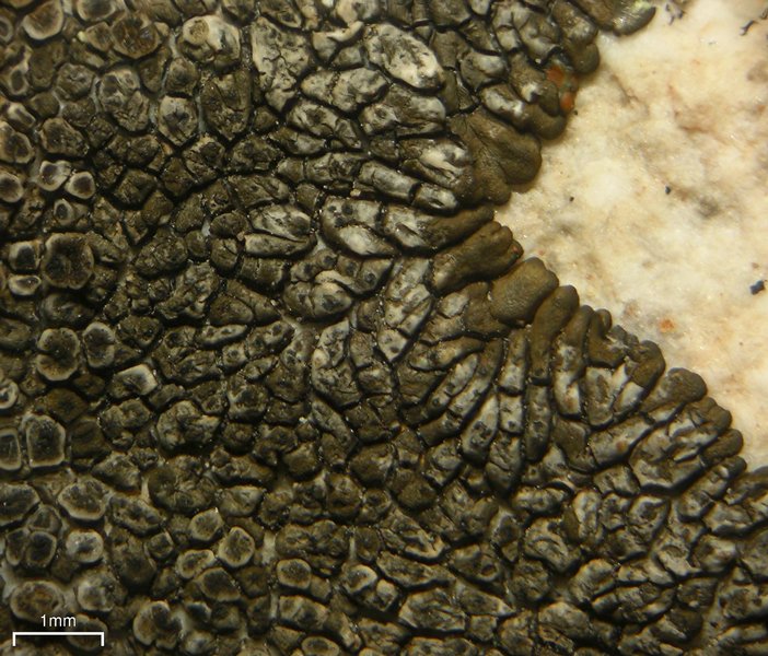 Dimelaena thysanota