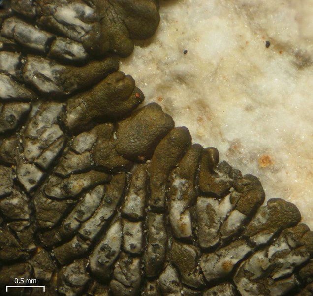 Dimelaena thysanota