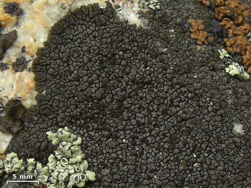 Dimelaena thysanota