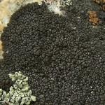 Dimelaena thysanota