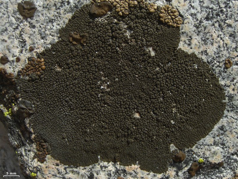 Dimelaena thysanota
