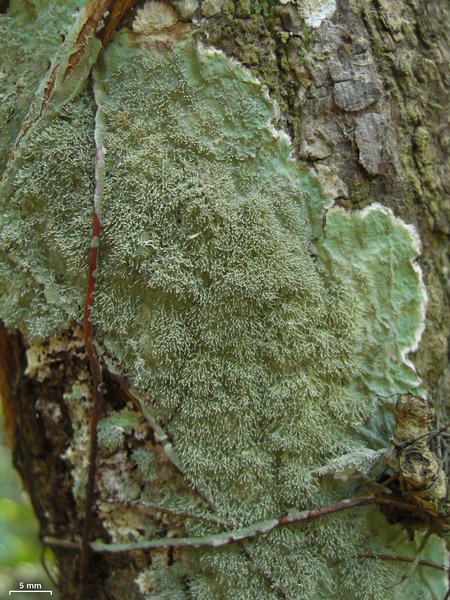 Diorygma antillarum