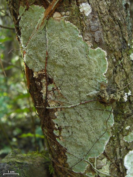 Diorygma antillarum
