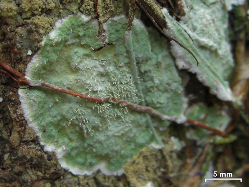 Diorygma antillarum