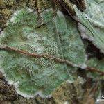 Diorygma antillarum