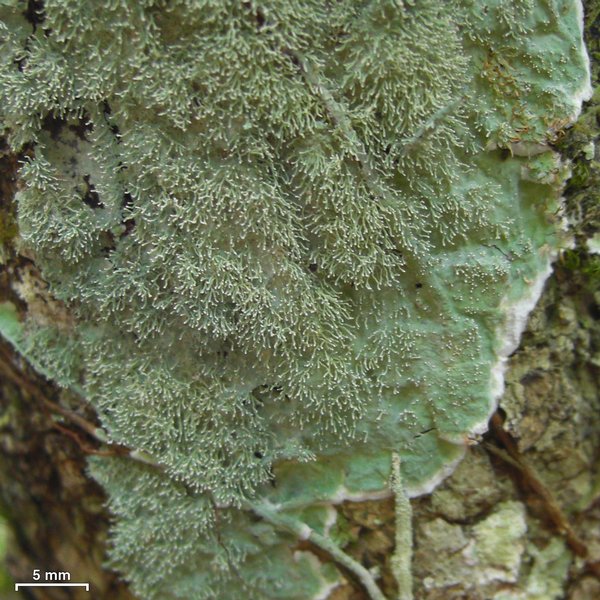 Diorygma antillarum