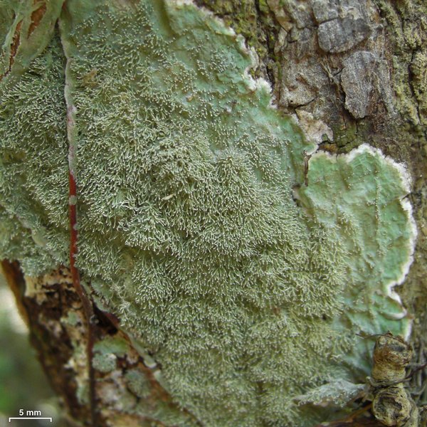 Diorygma antillarum