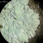 Diploicia canescens