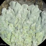 Diploicia canescens