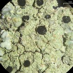 Diploicia canescens