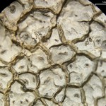 Diploschistes actinostomus