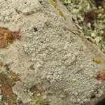 Diploschistes actinostomus