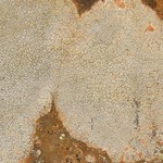 Diploschistes actinostomus