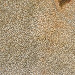 Diploschistes actinostomus