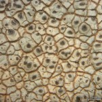 Diploschistes actinostomus