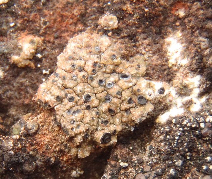 Diploschistes bisporus