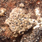 Diploschistes bisporus