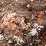Diploschistes bisporus