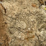 Diploschistes diacapsis