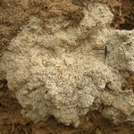 Diploschistes diacapsis