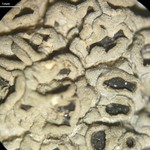 Diploschistes diacapsis