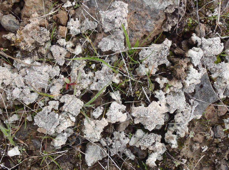 Diploschistes muscorum