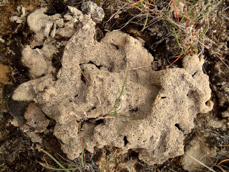 Diploschistes muscorum