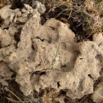 Diploschistes muscorum