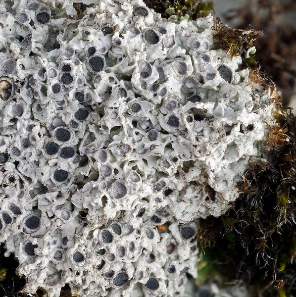 Diploschistes muscorum