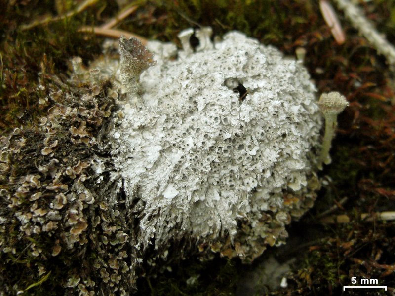 Diploschistes muscorum