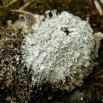 Diploschistes muscorum