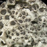 Diploschistes muscorum