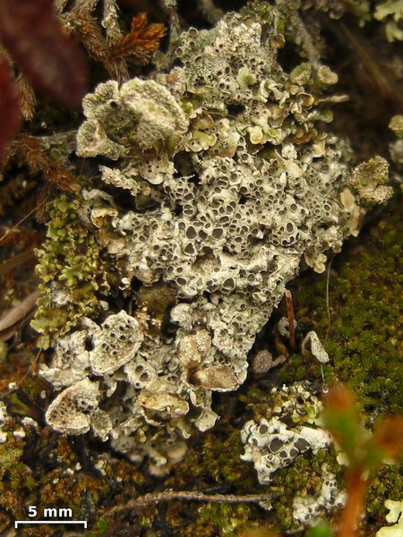 Diploschistes muscorum