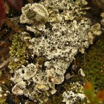 Diploschistes muscorum