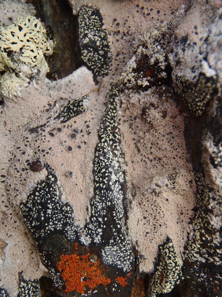 Diploschistes scruposus