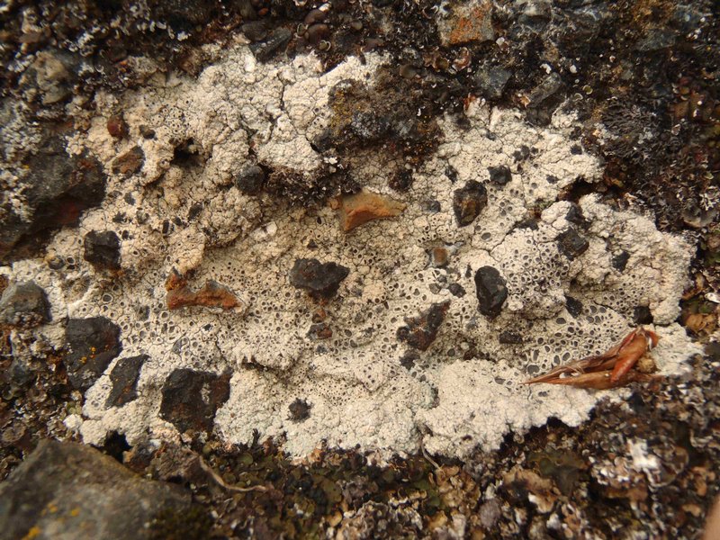Diploschistes scruposus