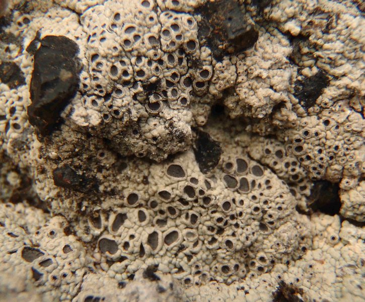 Diploschistes scruposus