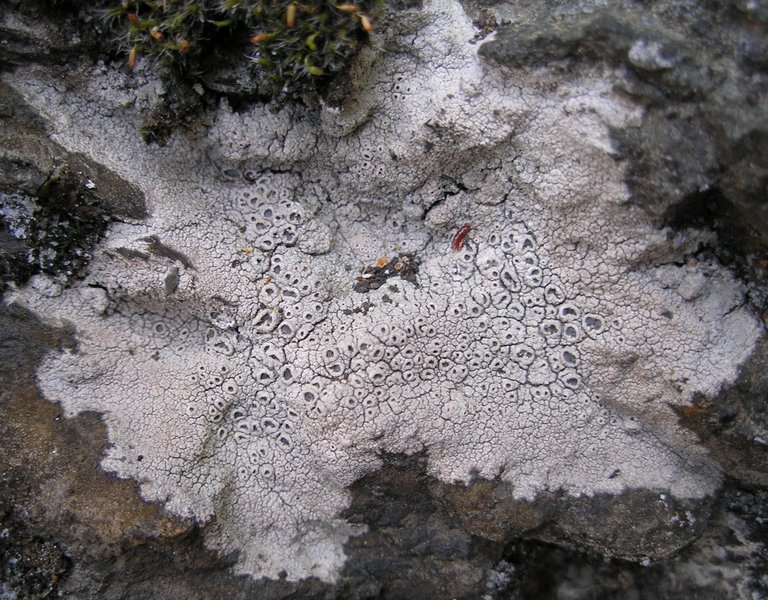 Diploschistes scruposus